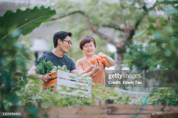 asian chinese mid adult couple satisfied with their harvesting homegrown produce vegetables - sustainability asia stock pictures, royalty-free photos & images