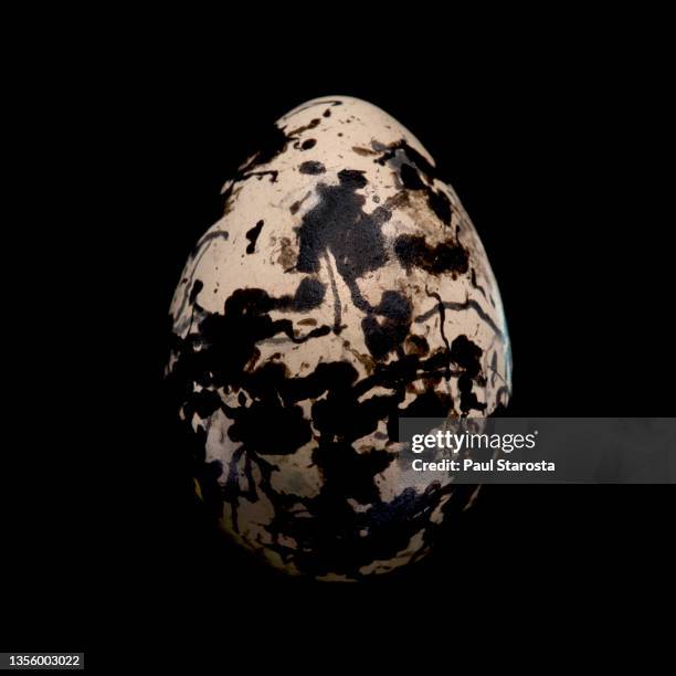 rostratula benghalensis (greater painted-snipe) - egg - greater painted snipe stock pictures, royalty-free photos & images
