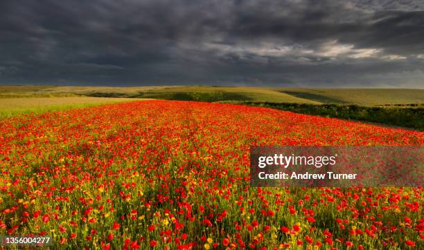 west pentire poppy panorama - poppy field stock pictures, royalty-free photos & images