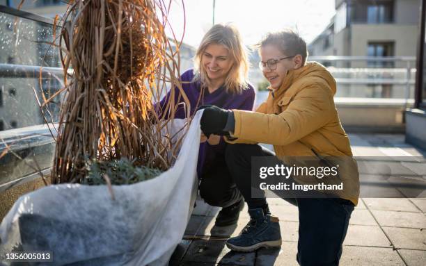 mother and son preparing balcony plants for winter - covering stockfoto's en -beelden