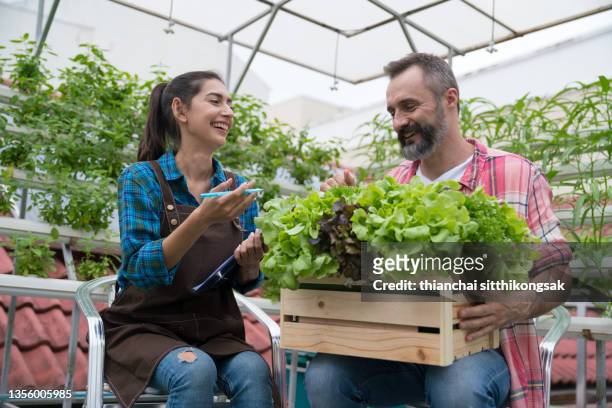 two workergrowing, harvesting vegetable on a hydroponic farm. - business appearance stock pictures, royalty-free photos & images