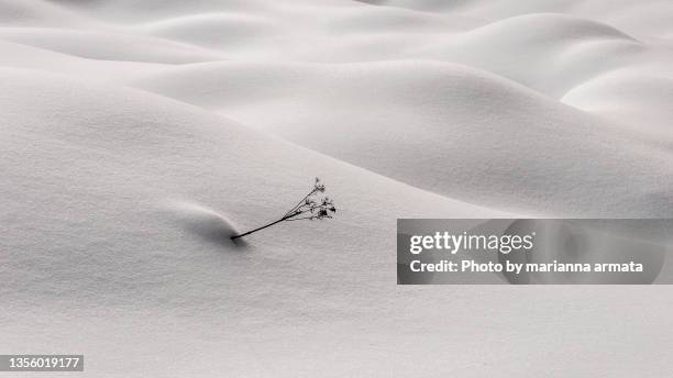 winter weed in a snowbank - cumulo di neve foto e immagini stock