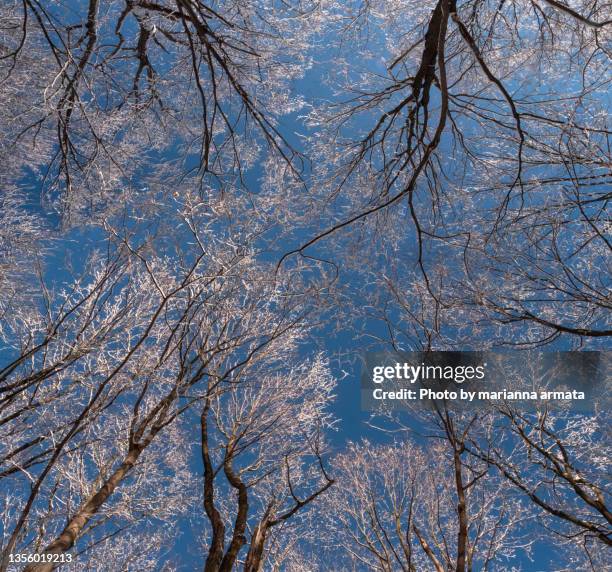 ice-encrusted tree tops - ice storm stock pictures, royalty-free photos & images
