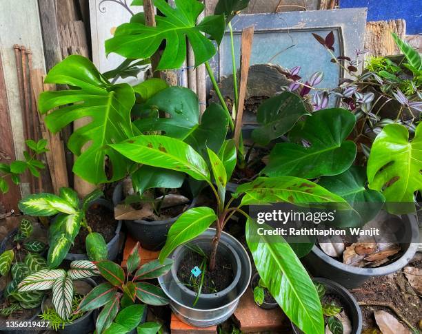 the beauty of banana blood plant. - banana plant isolated white stock-fotos und bilder