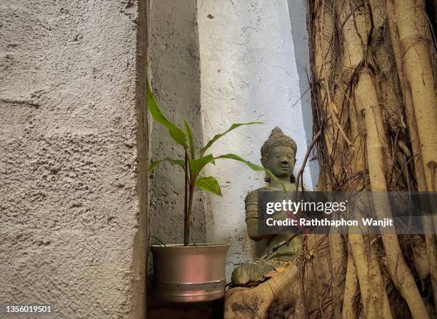 the beauty of banana blood plant. - banana plant isolated white stock-fotos und bilder