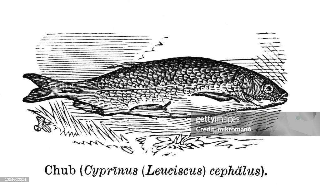 Old engraved illustration of the common chub, European chub, or chub (Squalius cephalus)