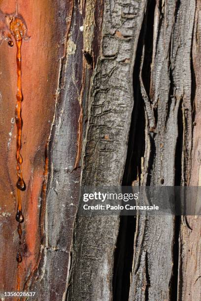 pine tree bark and resin drops - látex flora - fotografias e filmes do acervo