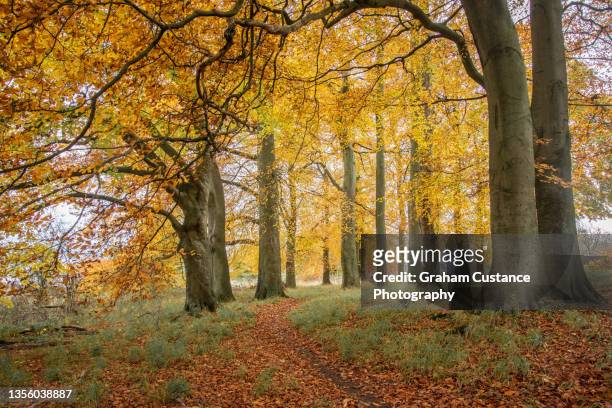 ashridge in autumn - hertfordshire stock-fotos und bilder