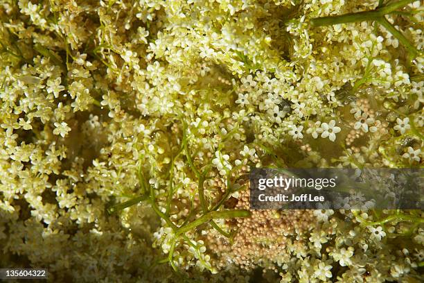 adding yeast to make elderflower wine - levedura imagens e fotografias de stock