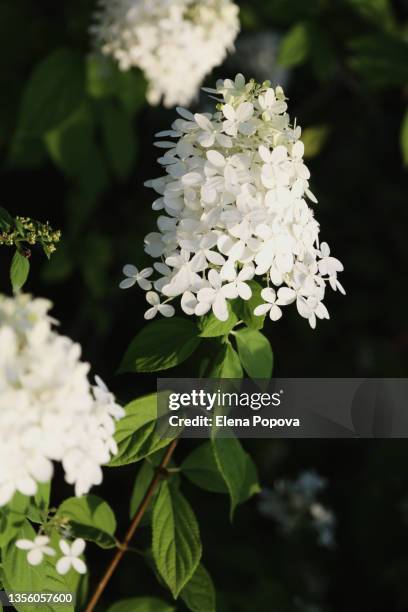 149点の白ライラックのストックフォト Getty Images 149点の白ライラックのストックフォト Getty Images