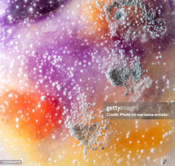 multi-colured mould grown in a petri dish - microbiologie stockfoto's en -beelden
