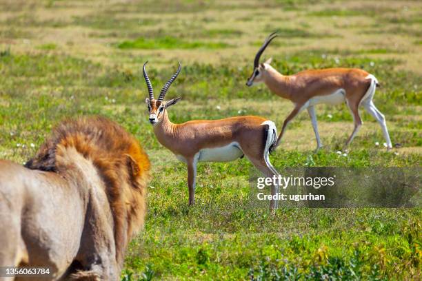 a lion watching its prey. - jagende dieren stockfoto's en -beelden