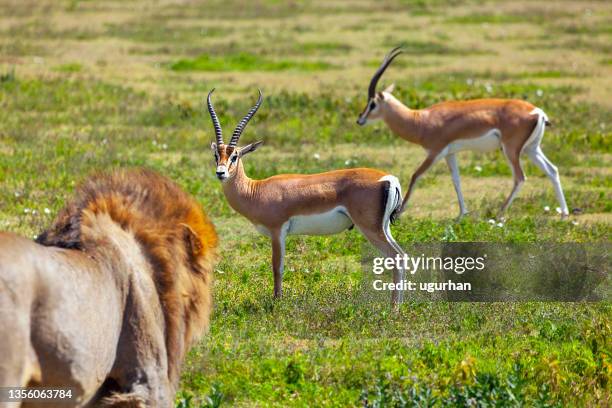 African Lion Food Chain Photos and Premium High Res Pictures Biology Diagrams