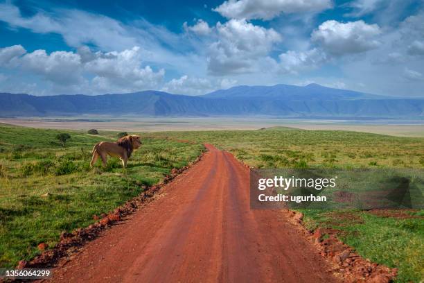 lion - ngorongoro krater stockfoto's en -beelden