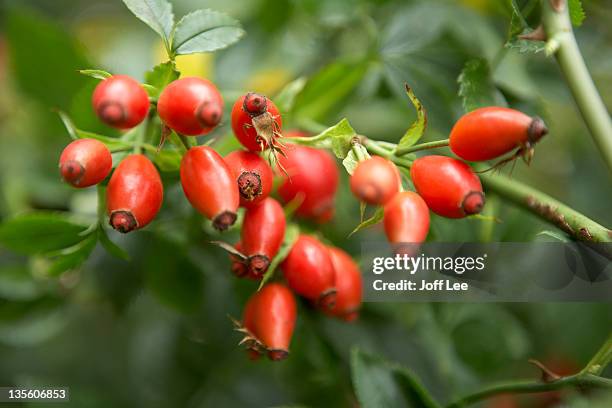 rose hips - hagebutte stock-fotos und bilder