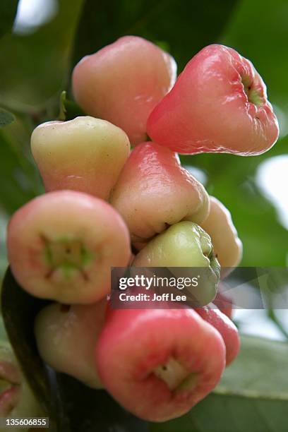 wax apple (syzygium samarangense) - water apples stock pictures, royalty-free photos & images