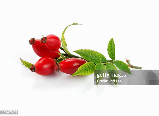 rose hip - hagebutte stock-fotos und bilder