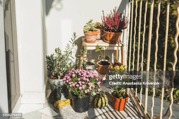 balcony for relaxation with plants and pumpkins. - balcony decoration stock pictures, royalty-free photos & images