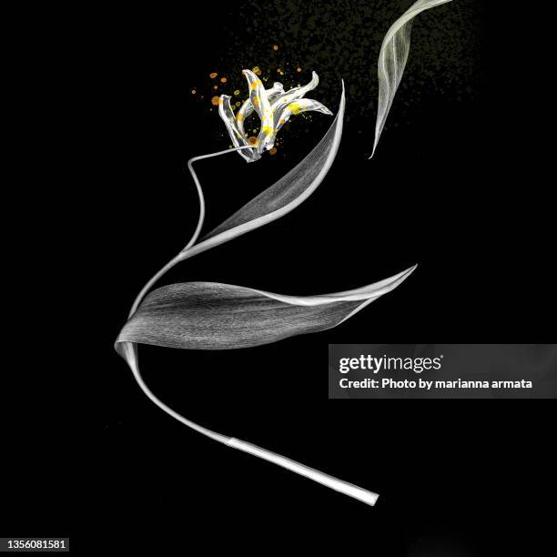 the last tulip tango - verwelkt stock-fotos und bilder