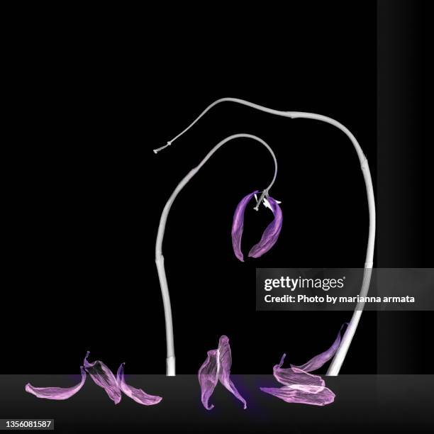 the last tulip tango - wilted plant stock pictures, royalty-free photos & images