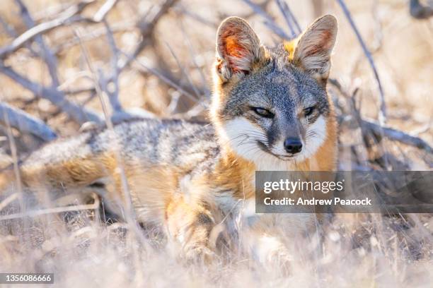 island fox (urocyon littoralis) on santa rosa island, channel islands national park. - channel islands national park stock pictures, royalty-free photos & images