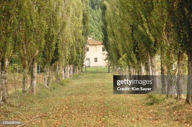 avenue of populus nigra 'italica' (lombardy poplar) leading to house, september tuscany - pioppo foto e immagini stock
