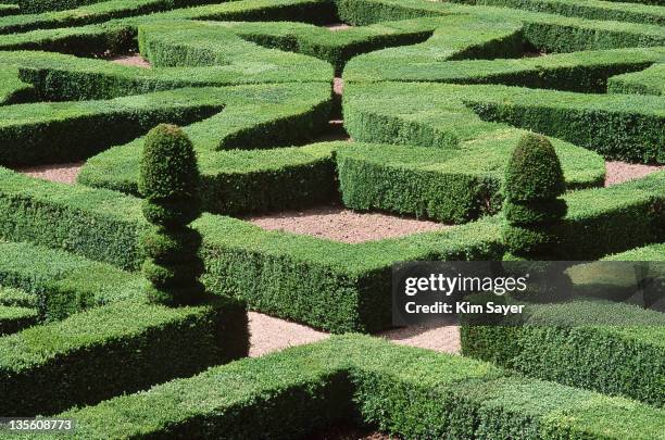 buxus (box) parterre villandry, france june - topiary stock pictures, royalty-free photos & images