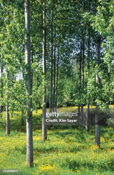 summer woodland - alnus glutinosa (alder) with ranunculus (buttercup) beneath france, may - alder tree stock pictures, royalty-free photos & images