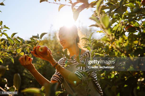 mujer recogiendo manzanas en la granja de manzanas orgánicas - picking harvesting fotografías e imágenes de stock