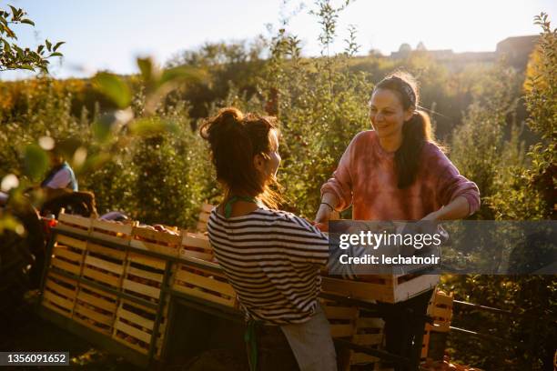 women using tractor at the organic apples farm - orchard stock pictures, royalty-free photos & images