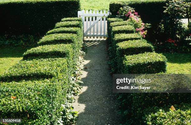 clipped buxus (box) hedging along cottage garden path june - boxwood foto e immagini stock