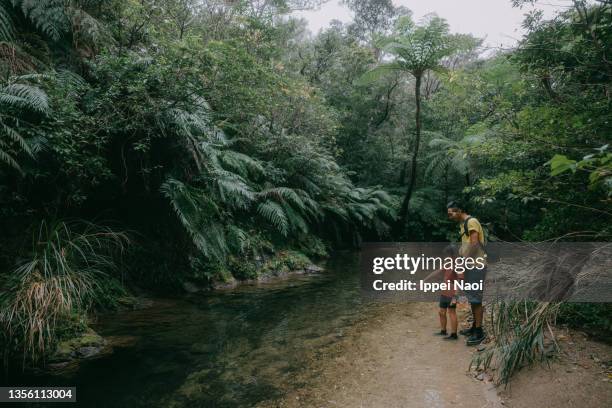 Yanbaro Tree Yanbaru National Park Photos and Premium High Res Pictures - Getty Images