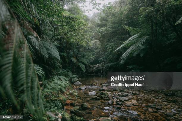 yanbaru forest, okinawa, japan - tropical rainforest stock pictures, royalty-free photos & images