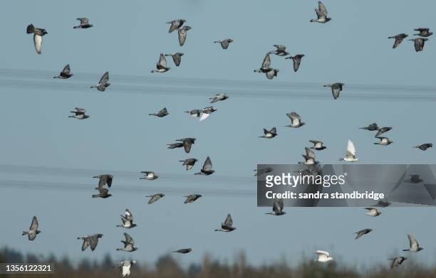 a flock of feral pigeon, columba livia domestica, flying in the blue sky. - rock dove stock pictures, royalty-free photos & images