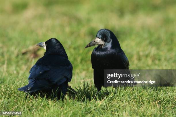two rook, corvus frugilegus, feeding in a farmers field where cows have been grazing. - rook - fotografias e filmes do acervo
