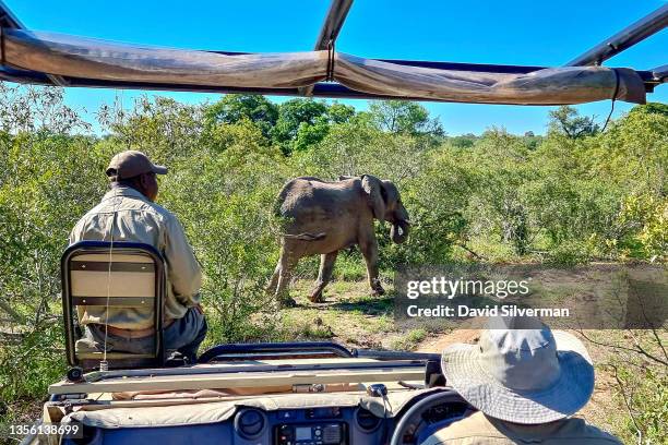 Game rangers follow an elephant through the bush in the Sabi Sands nature reserve on November 29, 2021 in Mpumalanga, South Africa. The South African...