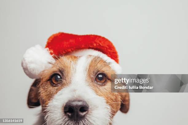 dog wearing santa claus hat - christmas kit stock-fotos und bilder