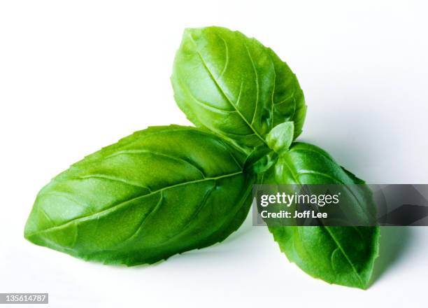 single sprig of basil - basilico foto e immagini stock