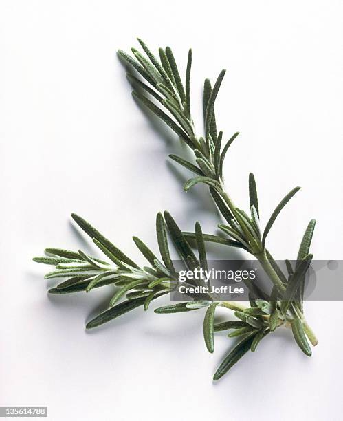 sprig of rosemary on plain background - romero fotografías e imágenes de stock