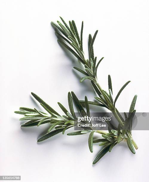 sprig of rosemary on plain background - rosemary fotografías e imágenes de stock