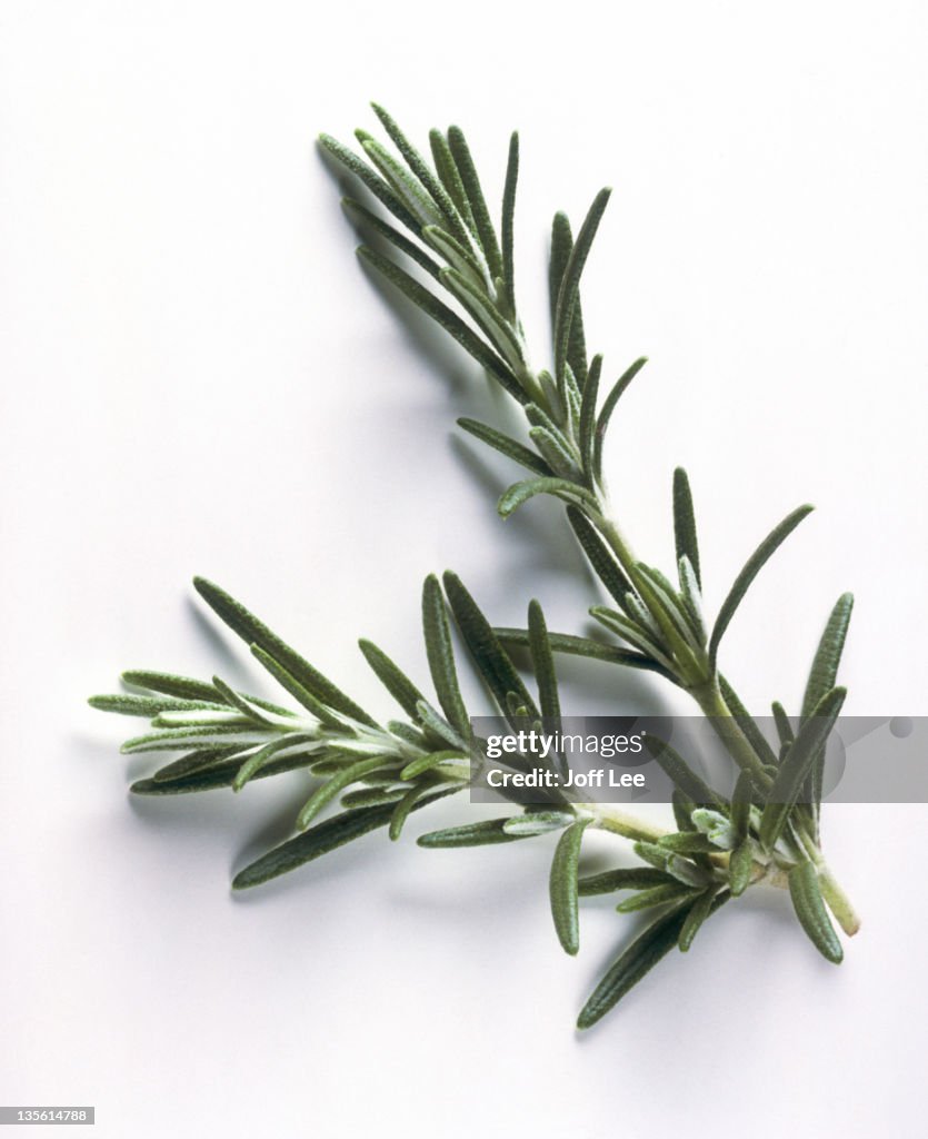 Sprig of rosemary on plain background