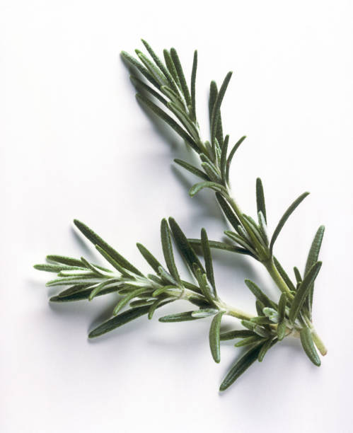sprig of rosemary on plain background - alecrim - fotografias e filmes do acervo