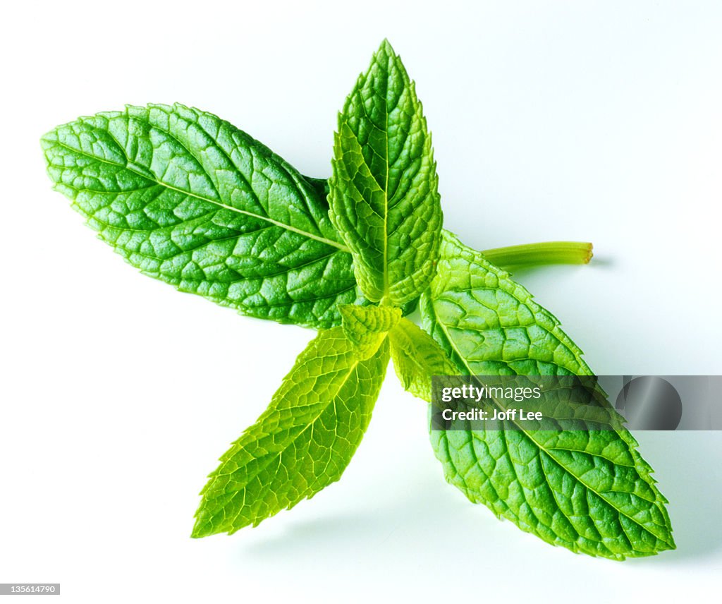 Sprig of fresh mint