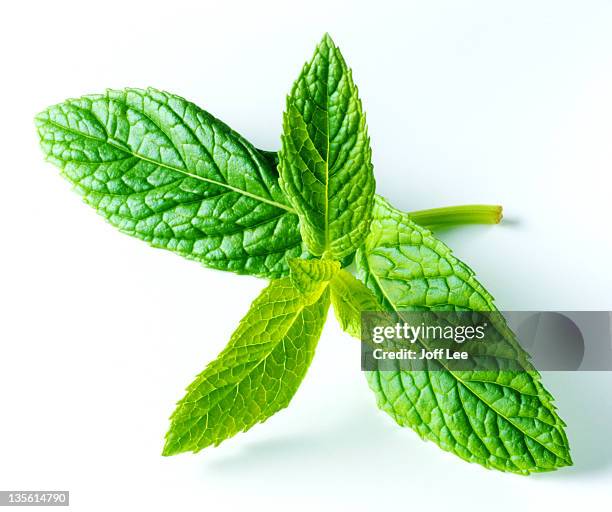 sprig of fresh mint - mint leaf stock pictures, royalty-free photos & images