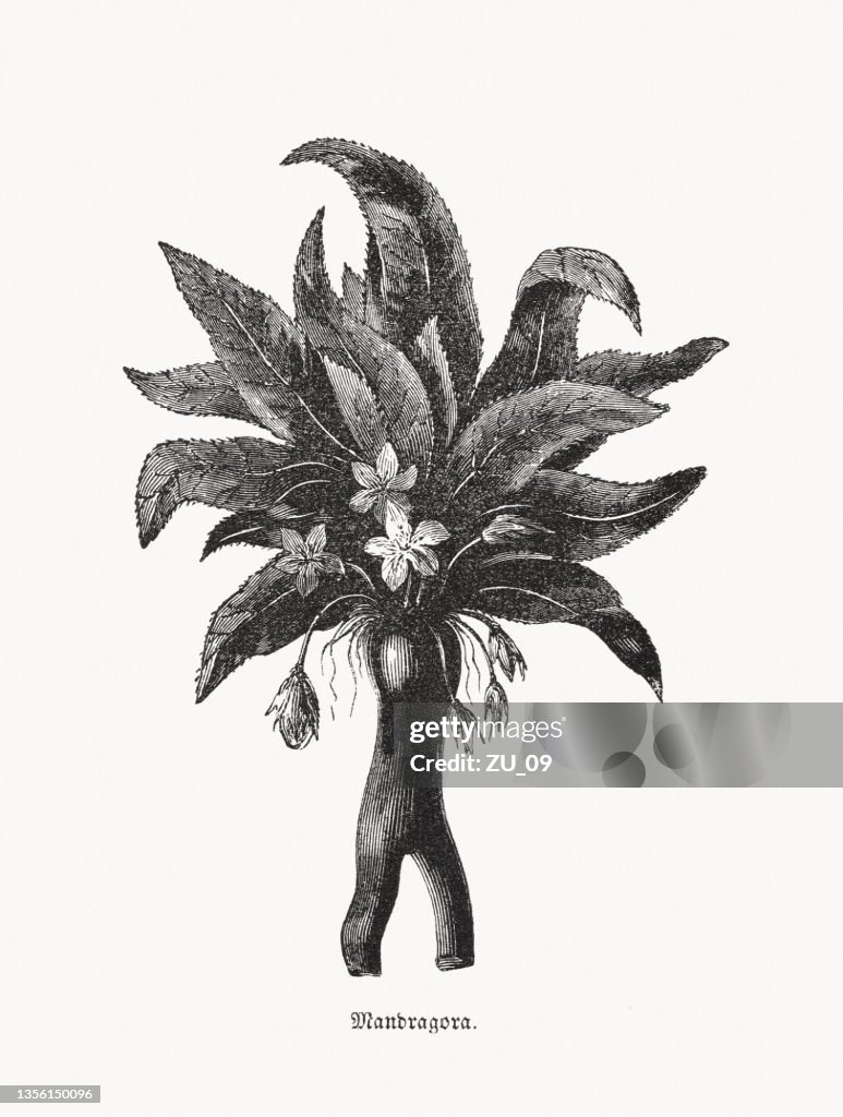 Mandrake (Mandragora officinarum), wood engraving, published in 1862
