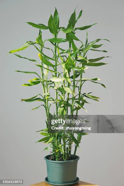 lucky bamboo - dracena plant - fotografias e filmes do acervo