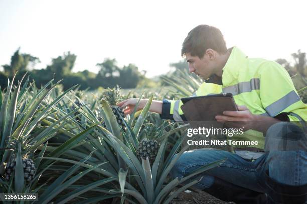 agricultural engineers use a digital tablet to examine pineapples in plots experimental. food industry research and development. - data mining stock pictures, royalty-free photos & images