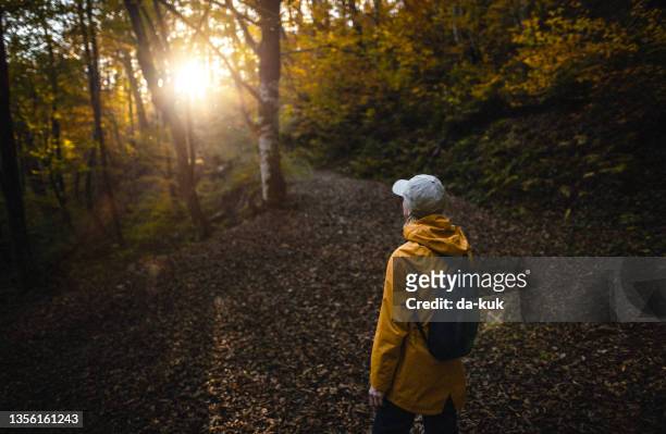 walking in the forest at sunset - landskap stockfoto's en -beelden