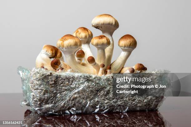 magic mushrooms - psychadelic stock pictures, royalty-free photos & images