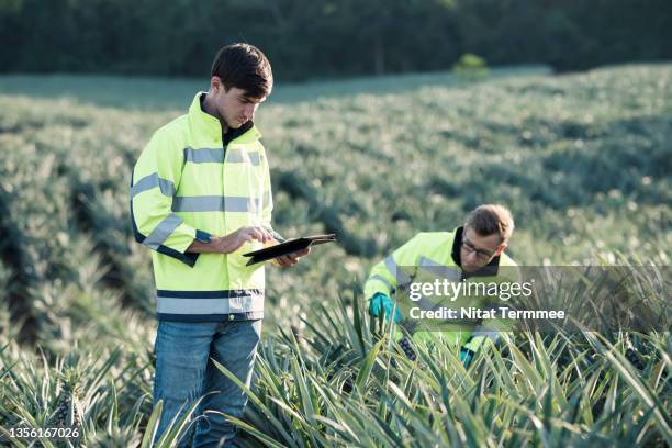 apply iot solution in agricultural engineering for sustainable agriculture. agricultural engineers using a digital tablet examining pineapples growth conditions in plots experimental for research and development in the food and drink industry. - digital agriculture stock pictures, royalty-free photos & images